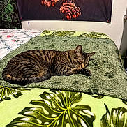 Fayh is registered to the contest to win money with this photo: bed, blanket, cat, claws, cozy, decor, feline, fur, green_blanket, home, indoor, leaf_pattern, paw, pet, resting, sleeping, tabby_cat, tapestry, tropical_pattern, wall_hanging