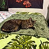 bed, blanket, cat, claws, cozy, decor, feline, fur, green_blanket, home, indoor, leaf_pattern, paw, pet, resting, sleeping, tabby_cat, tapestry, tropical_pattern, wall_hanging