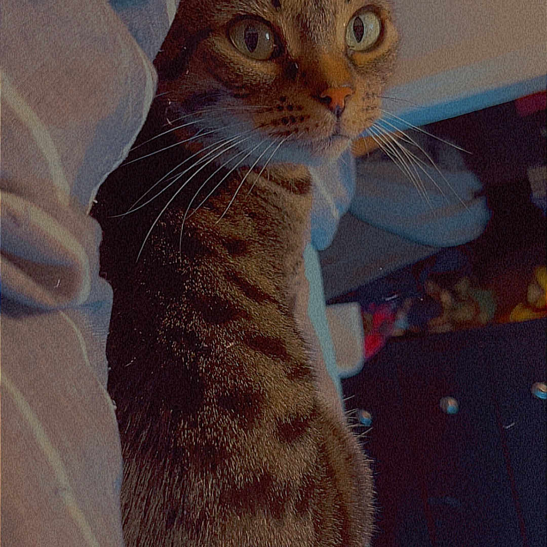 Fayh joined the competition — help win amazing prizes! animal, blanket, cat, cozy, curious, domestic, dresser, ears, eyes, feline, fur, furniture, home, indoor, pet, resting, soft, striped, tabby_cat, whiskers