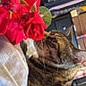 Fayh joined the competition — help win amazing prizes! animal, background, bed, cat, closeup, clothes, cozy, curious, domestic, flowers, fur, furniture, indoor, leaf, pet, plant, roses, sniffing, tabby_cat, whiskers