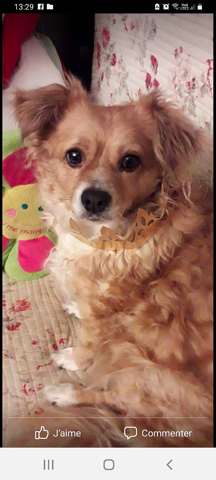 Caramelle participe au concours pour gagner de l'argent avec cette photo : ancient_dog_breeds, canidae, carnivore, companion_dog, dog, dog_breed, dog_supply, fawn, firefighter, fur, maltepoo, pet_supply, puppy, puppy_love, snout, sporting_group, toy, toy_dog, whiskers, working_animal