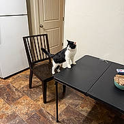 Rhodney joined the competition — help win amazing prizes! black_and_white_cat, bowl_with_paper, cat, chair, curious, door, floor_tile, folding_table, household, indoor, kitchen, pet, refrigerator, shadow, standing, tabletop, tail, tiled_floor, whiskers, wood_chair