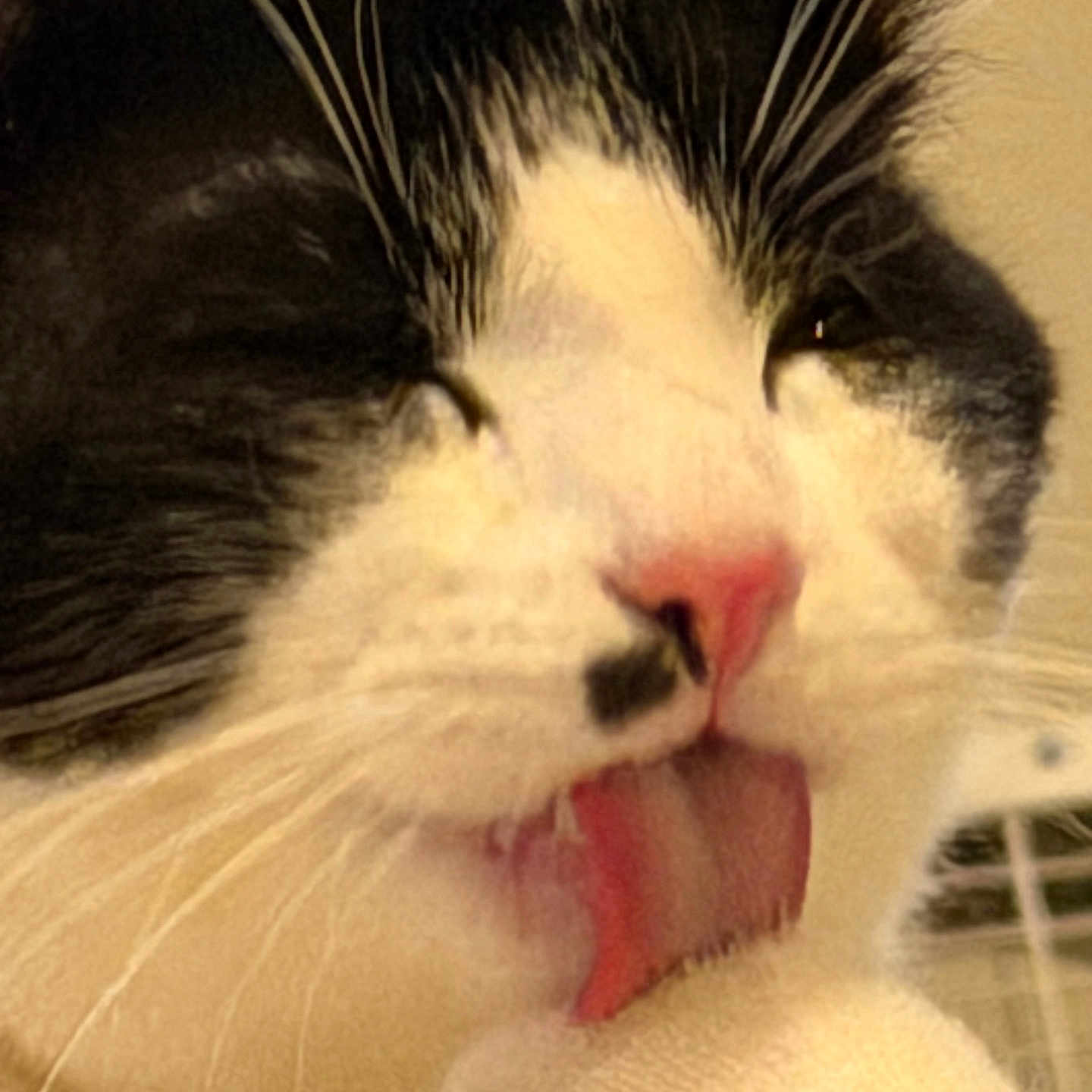 Rhodney joined the competition — help win amazing prizes! black_and_white, cat, close_up, cute, domestic_animal, face, feline, fur, grooming, indoor, licking, mouth, paw, pet, pink_nose, playful, portrait, tongue_out, tuxedo_cat, whiskers