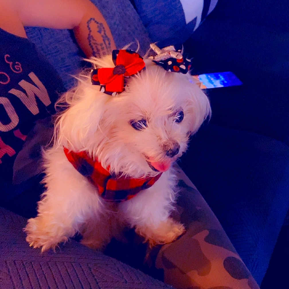 Hope Decker is registered to the contest to win money with this photo: animal, architecture, baby, building, canine, chair, couch, cushion, dog, face, furniture, homedecor, indoors, livingroom, person, pet, puppy, room, skin, tattoo