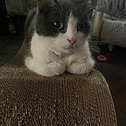 Echo Decker joined the competition — help win amazing prizes! abyssinian, angora, animal, architecture, blanket, building, cat, chair, couch, cushion, furniture, homedecor, indoors, interiordesign, kitten, livingroom, manx, pet, room, wood