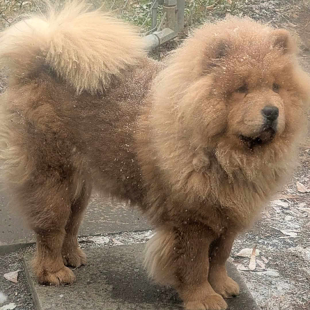 Mù Lā Ròuguì Zōngsè