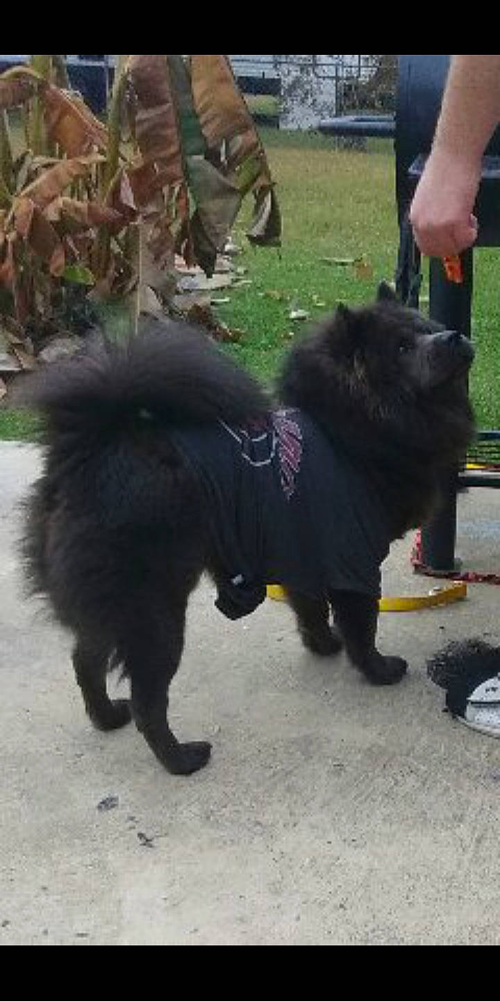 Lan Mei Gang Jiao Bulu Mushu