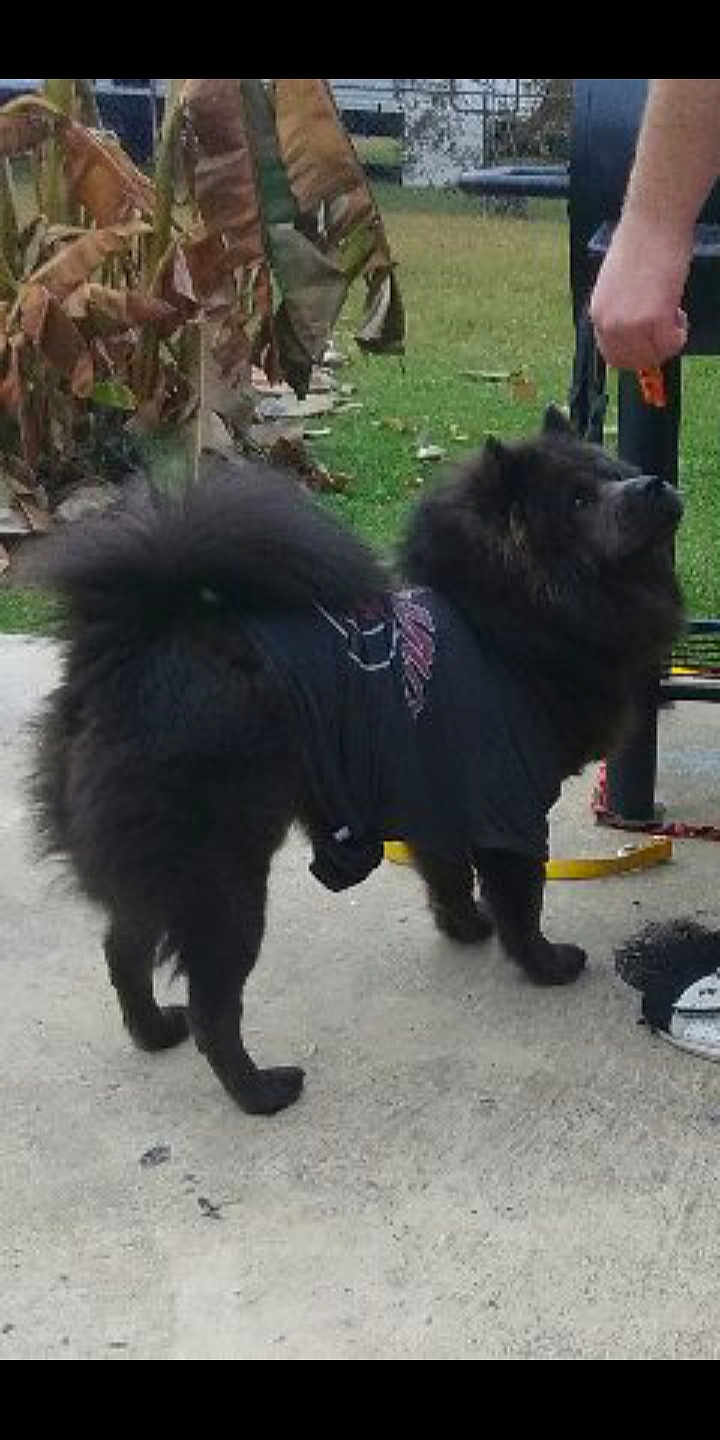 Lan Mei Gang Jiao Bulu Mushu