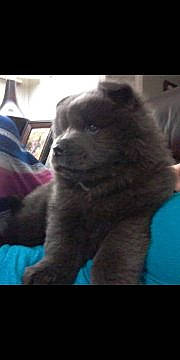 Lan Mei Gang Jiao Bulu Mushu is registered to the contest to win money with this photo: akita, canidae, carnivore, chow_chow, dog, dog_breed, labrador_retriever, mammal, non_sporting_group, pomeranian, puppy, shih_tzu, sporting_group, vertebrate