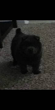 Lan Mei Gang Jiao Bulu Mushu is registered to the contest to win money with this photo: canidae, carnivore, chow_chow, dog, dog_breed, mammal, non_sporting_group, schipperke, snout, sporting_group, vertebrate