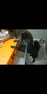 Lan Mei Gang Jiao Bulu Mushu is registered to the contest to win money with this photo: canidae, carnivore, dog, dog_breed, non_sporting_group, pomeranian, poodle, puppy, shih_tzu, spitz, sporting_group, toy_dog, toy_poodle