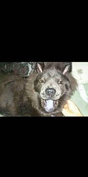 Lan Mei Gang Jiao Bulu Mushu is registered to the contest to win money with this photo: akita, canidae, canis, carnivore, dog, dog_breed, fur, mammal, norwegian_elkhound, photo_caption, red_wolf, snout, t_shirt, wildlife, wolf, wolfdog