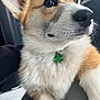 dog, corgi, pet, close_up, fluffy, fur, animal, four_leaf_clover, collar, indoor, cute, portrait, muzzle, ears, whiskers, nose, eyes, looking_away, domestic_animal, companion