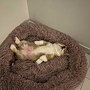Lucky participe au concours pour gagner de l'argent avec cette photo : animal, bandage, bed, corner, cozy, cute, dog, domestic, fluffy, fur, indoor, lying_down, pet, puppy, relaxed, resting, sleeping, small, tile_floor, white_wall