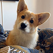 Lucky a rejoint le concours — aidez-le/la à gagner de superbes lots ! corgi, dog, puppy, pet, indoor, blanket, bed, ears, cute, fur, animal, canine, portrait, looking, head_tilt, cozy, domestic, young, home, resting