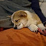 Lucky participe au concours pour gagner de l'argent avec cette photo : animal, blanket, closeup, comfort, couch, cozy, cute, dog, fur, hand, indoor, nap, paw, pet, puppy, relaxation, resting, sleeping, soft, warm