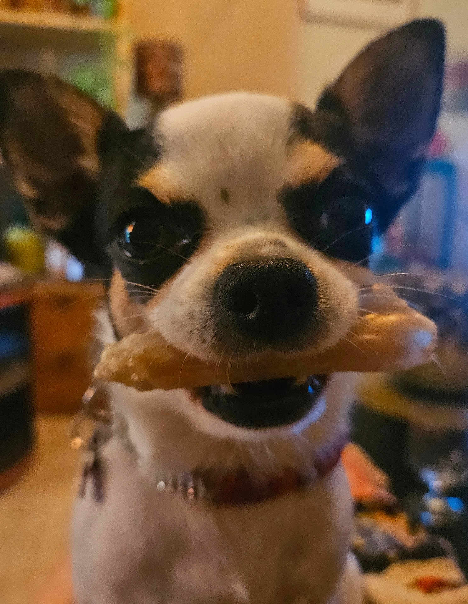 Bonnie participe au concours pour gagner de l'argent avec cette photo : dog, chihuahua, pet, close_up, indoor, animal, face, ears, nose, treat, mouth, cute, small_dog, collar, domestic_animal, fur, whiskers, expression, looking, animal_portrait