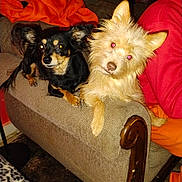 Little S And Roxy is registered to the contest to win money with this photo: dog, pets, couch, furniture, indoor, brown_dog, black_dog, red_eye, curious, animal, relaxed, cozy, home, carpet, blanket, orange_clothing, wooden_armrest, fur, ears, resting