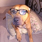 Regal joined the competition — help win amazing prizes! dog, pet, glasses, pillow, bed, headboard, indoor, portrait, brown_fur, muzzle, paws, bedding, floral_pattern, canine, closeup, lens_glare, relaxed, curious, nose, eyewear