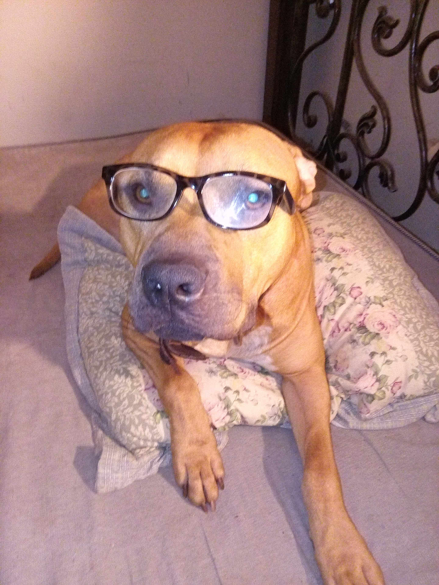 Regal joined the competition — help win amazing prizes! dog, pet, glasses, pillow, bed, headboard, indoor, portrait, brown_fur, muzzle, paws, bedding, floral_pattern, canine, closeup, lens_glare, relaxed, curious, nose, eyewear