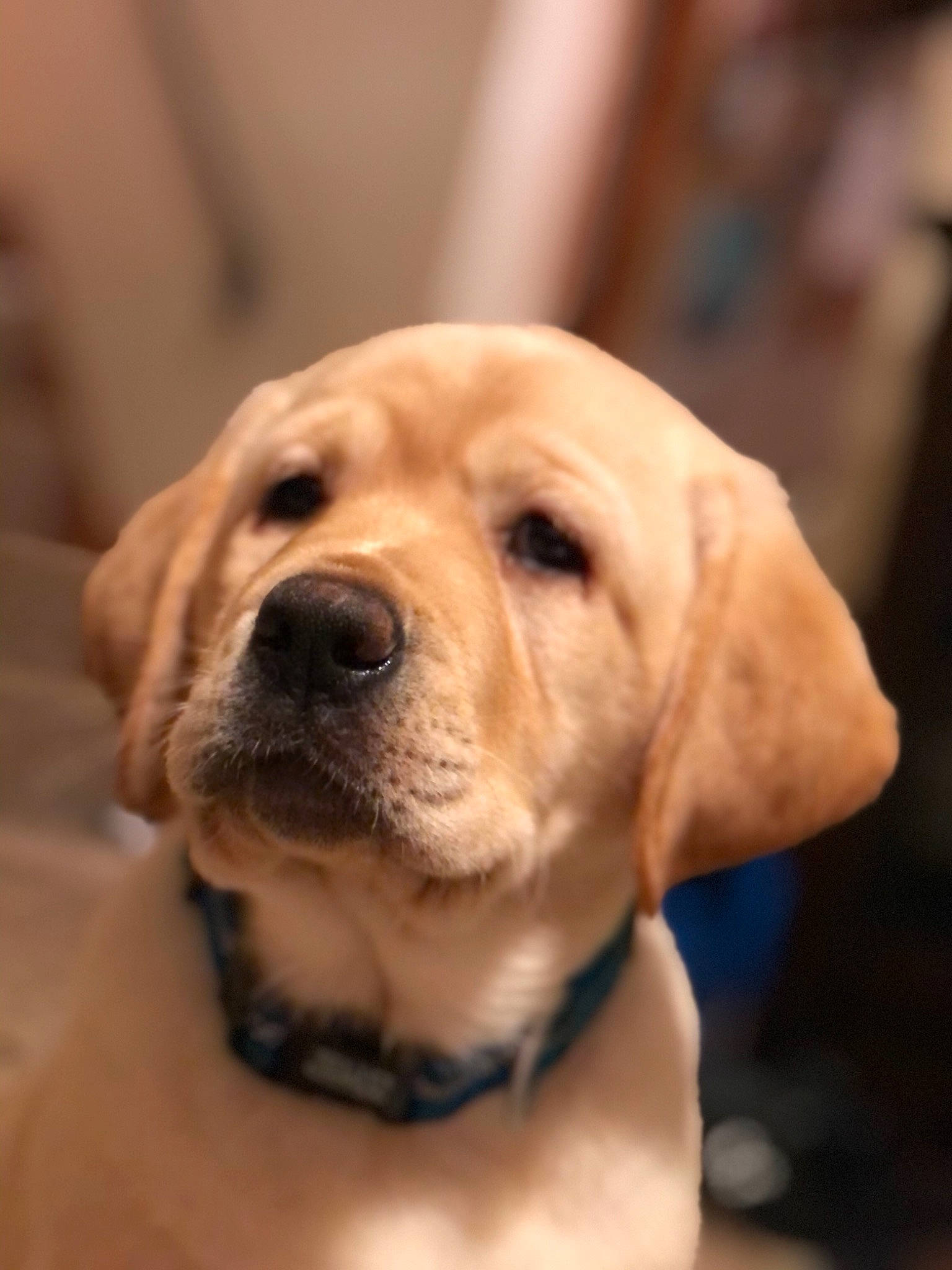 Tucker is registered to the contest to win money with this photo: beige, canidae, carnivore, collar, companion_dog, dog, dog_breed, dog_collar, fawn, gun_dog, hunting_dog, labrador_retriever, mammal, retriever, skin, snout, sporting_group, whiskers, working_animal, working_dog