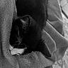 kitten, cat, sleeping, blanket, soft, cozy, fur, pet, animal, rest, comfort, black_and_white, closeup, domestic_cat, relaxation, cute, feline, indoor, texture, peaceful
