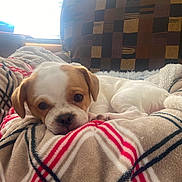 Coco is registered to the contest to win money with this photo: animal, blanket, closeup, comfortable, couch, cozy, cute, dog, face, fur, indoor, light, pattern, pet, puppy, relaxing, resting, sleepy, small_dog, window