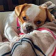 Coco is registered to the contest to win money with this photo: dog, puppy, blanket, couch, indoor, pet, resting, cute, fur, animal, collar, closeup, comfortable, cozy, soft, brown, white, striped, relaxed, face