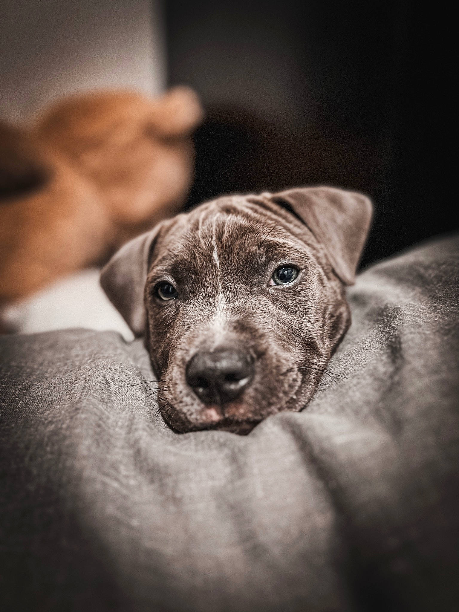 Blue is registered to the contest to win money with this photo: canidae, carnivore, companion_dog, darkness, dog, dog_breed, ear, flash_photography, fur, gesture, grey, guard_dog, monochrome, monochrome_photography, nail, non_sporting_group, sporting_group, whiskers, working_animal, wrinkle