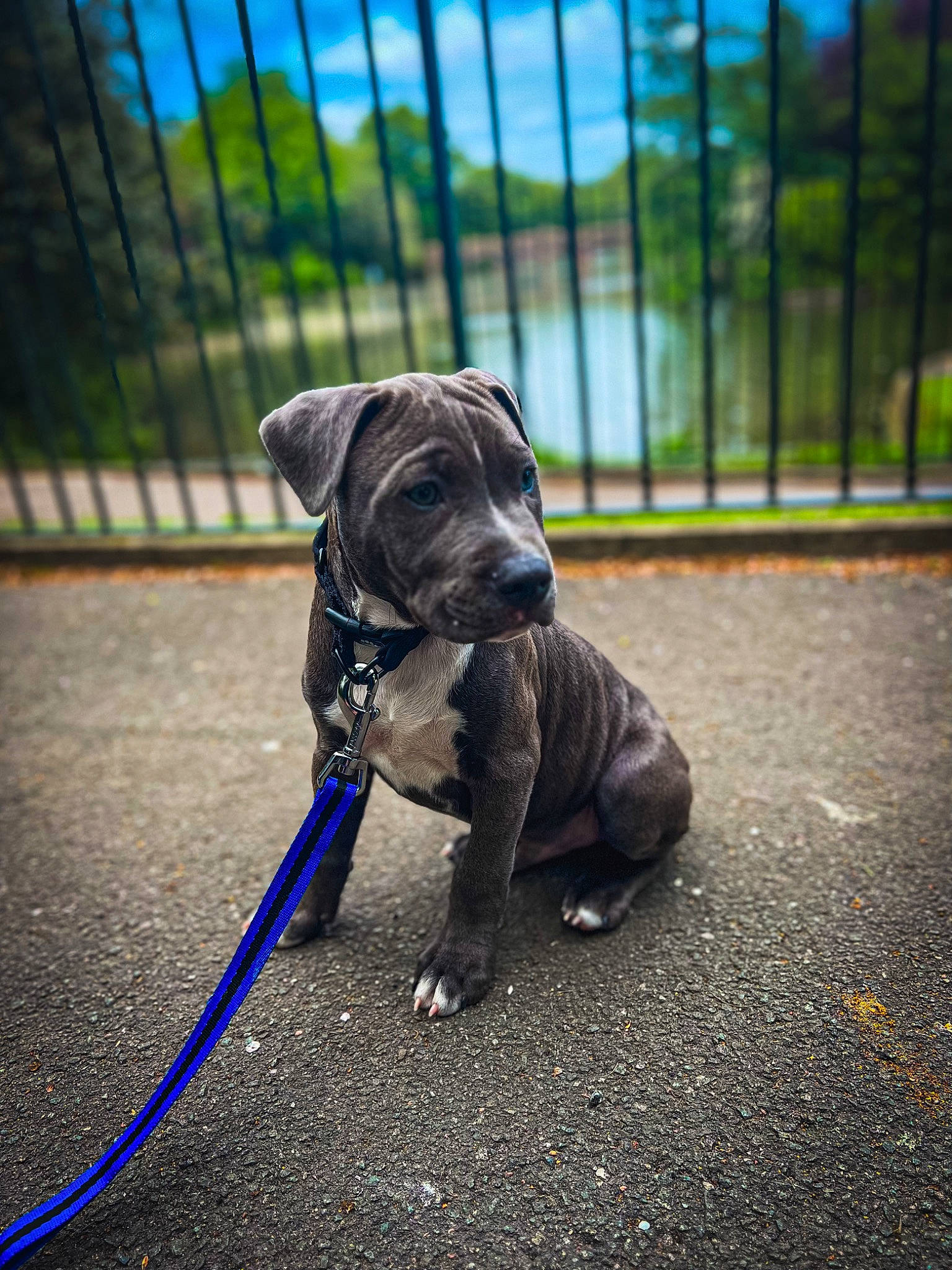 Blue joined the competition — help win amazing prizes! bulldog, carnivore, collar, companion_dog, dog, dog_breed, dog_collar, dog_supply, fawn, fence, grass, grey, leash, pet_supply, pug, snout, tail, toy_dog, working_animal, wrinkle
