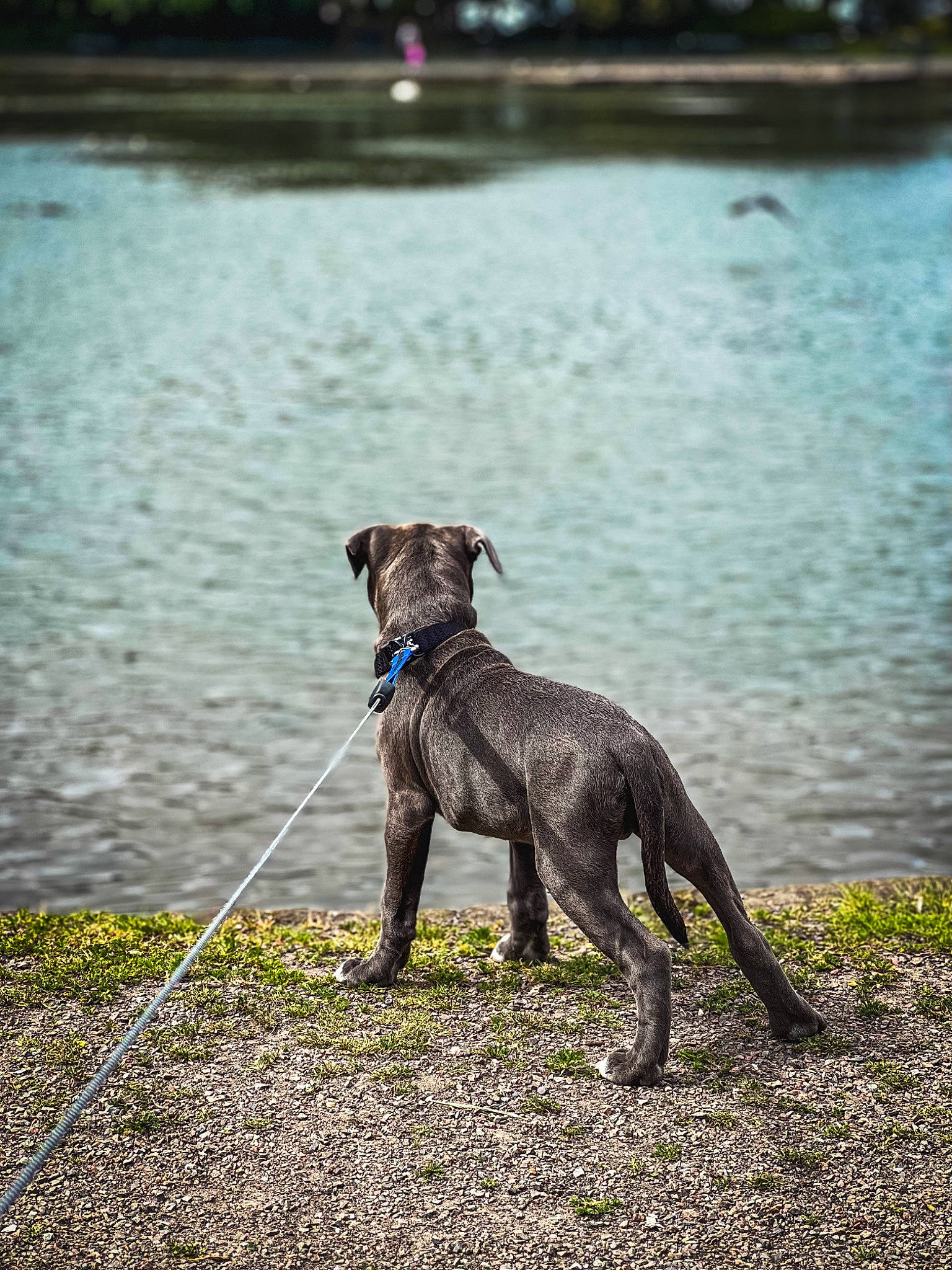 Blue is registered to the contest to win money with this photo: art, canidae, carnivore, collar, companion_dog, dog, dog_breed, dog_collar, fawn, gun_dog, lake, leash, liver, pet_supply, plant, snout, tail, water, wood, working_animal