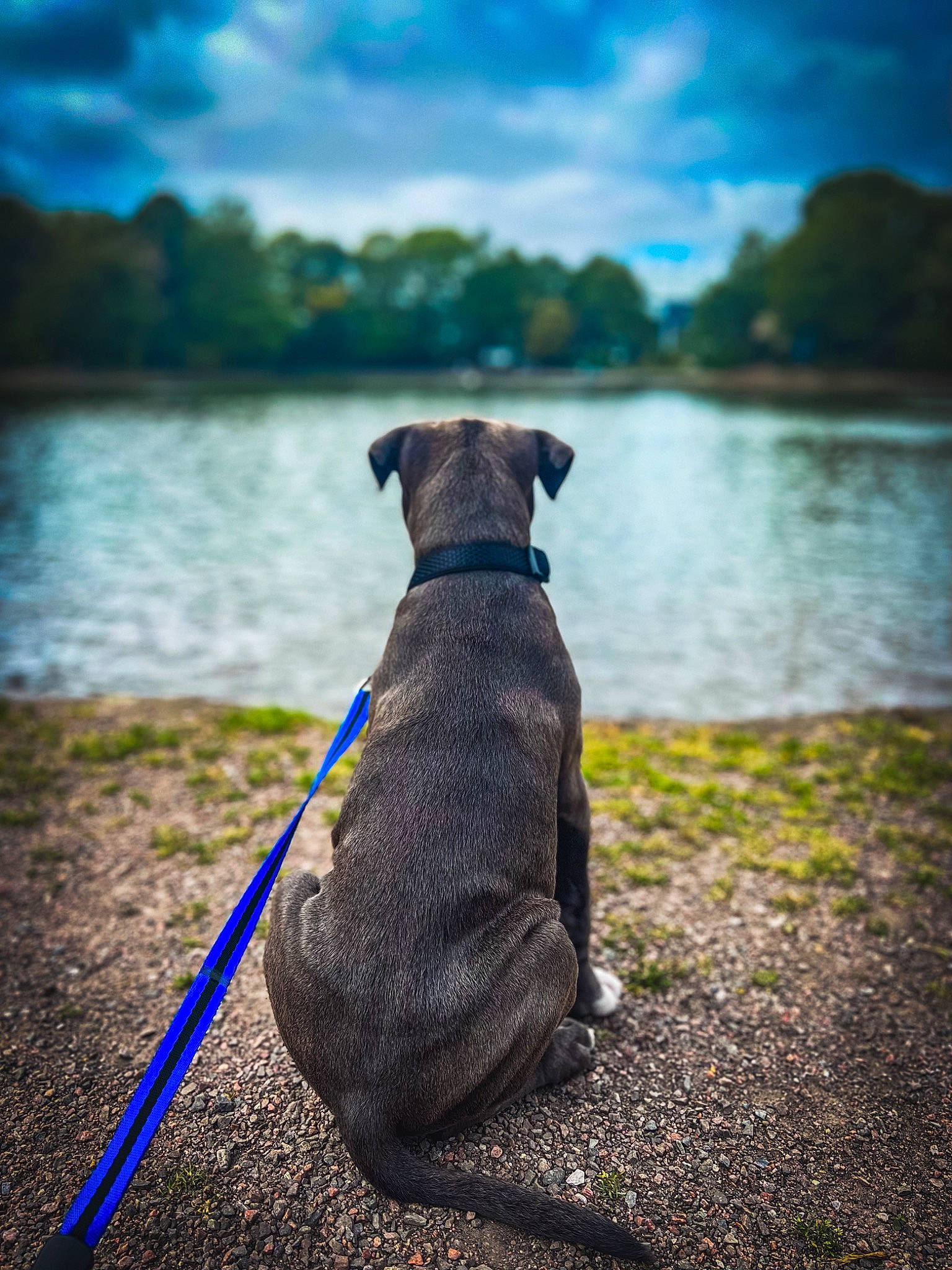 Blue is registered to the contest to win money with this photo: azure, blue, carnivore, cloud, collar, companion_dog, dog, dog_breed, fawn, horizon, lake, leash, morning, pet_supply, plant, sky, sunlight, tree, water, working_animal