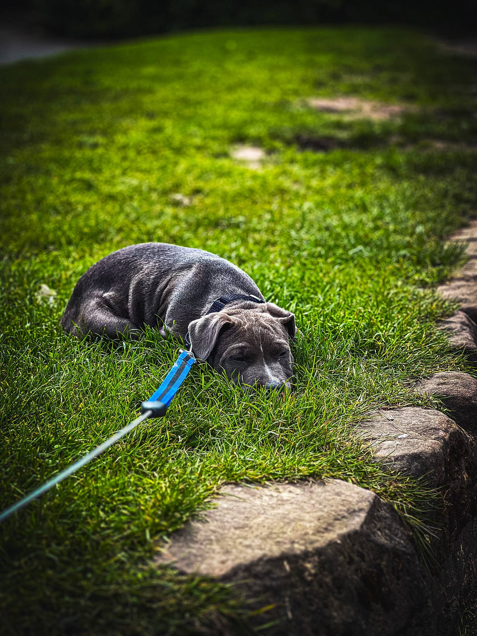 Blue joined the competition — help win amazing prizes! asphalt, canidae, carnivore, cat, dog_breed, felidae, flooring, grass, grass_family, groundcover, lawn, mammal, plant, road_surface, small_to_medium_sized_cats, snout, tail, terrestrial_animal, whiskers, wood