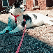 Moo Moo joined the competition — help win amazing prizes! animal, black_and_white, brick_building, calm, cat, concrete, daytime, domestic_cat, door, harness, leash, outdoor, pet, quiet, resting, shadow, side_view, sunlight, urban, window
