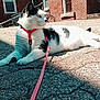 animal, black_and_white, brick_building, calm, cat, concrete, daytime, domestic_cat, door, harness, leash, outdoor, pet, quiet, resting, shadow, side_view, sunlight, urban, window