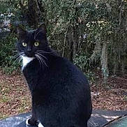 Kitty is registered to the contest to win money with this photo: cat, black_cat, white_chest, outdoor, nature, trees, greenery, animal, pet, wildlife, car, vehicle, curious, sitting, fur, whiskers, yellow_eyes, parked_car, daylight, forest_background