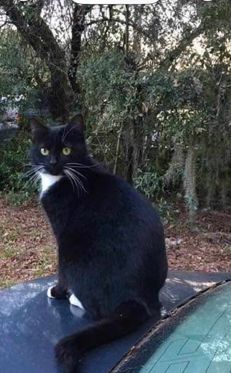 Kitty