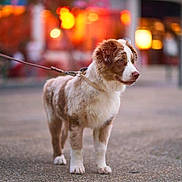 Koda a rejoint le concours — aidez-le/la à gagner de superbes lots ! dog, animal, pet, leash, pavement, outdoor, blurred_background, warm_lighting, brown_and_white, fur, standing, canine, alert, street, evening, domestic_animal, companion, cute, friendly, walking