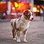 dog, animal, pet, leash, pavement, outdoor, blurred_background, warm_lighting, brown_and_white, fur, standing, canine, alert, street, evening, domestic_animal, companion, cute, friendly, walking