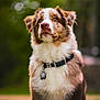 dog, australian_shepherd, pet, animal, collar, fur, outdoor, nature, bokeh, portrait, sitting, cute, fluffy, brown, white, ears, eyes, tag, grass, daylight
