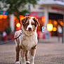 dog, puppy, brown, white, fur, leash, street, urban, blurred_background, bokeh, buildings, outdoor, pet, canine, standing, sidewalk, evening, colorful_lights, closeup, young_dog