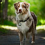dog, australian_shepherd, animal, pet, outdoor, nature, forest, path, fur, collar, bokeh, portrait, walking, canine, brown, white, fluffy, alert, sunlight, greenery