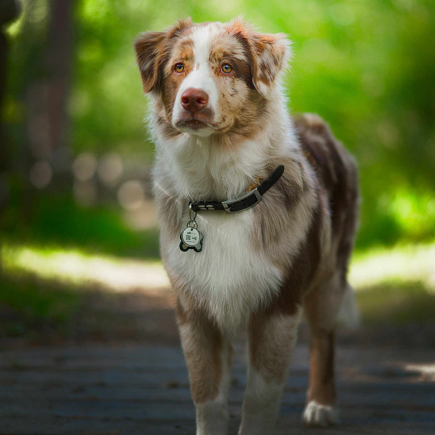 Koda a rejoint le concours — aidez-le/la à gagner de superbes lots ! alert, animal, australian_shepherd, bokeh, brown, canine, collar, dog, fluffy, forest, fur, greenery, nature, outdoor, path, pet, portrait, sunlight, walking, white