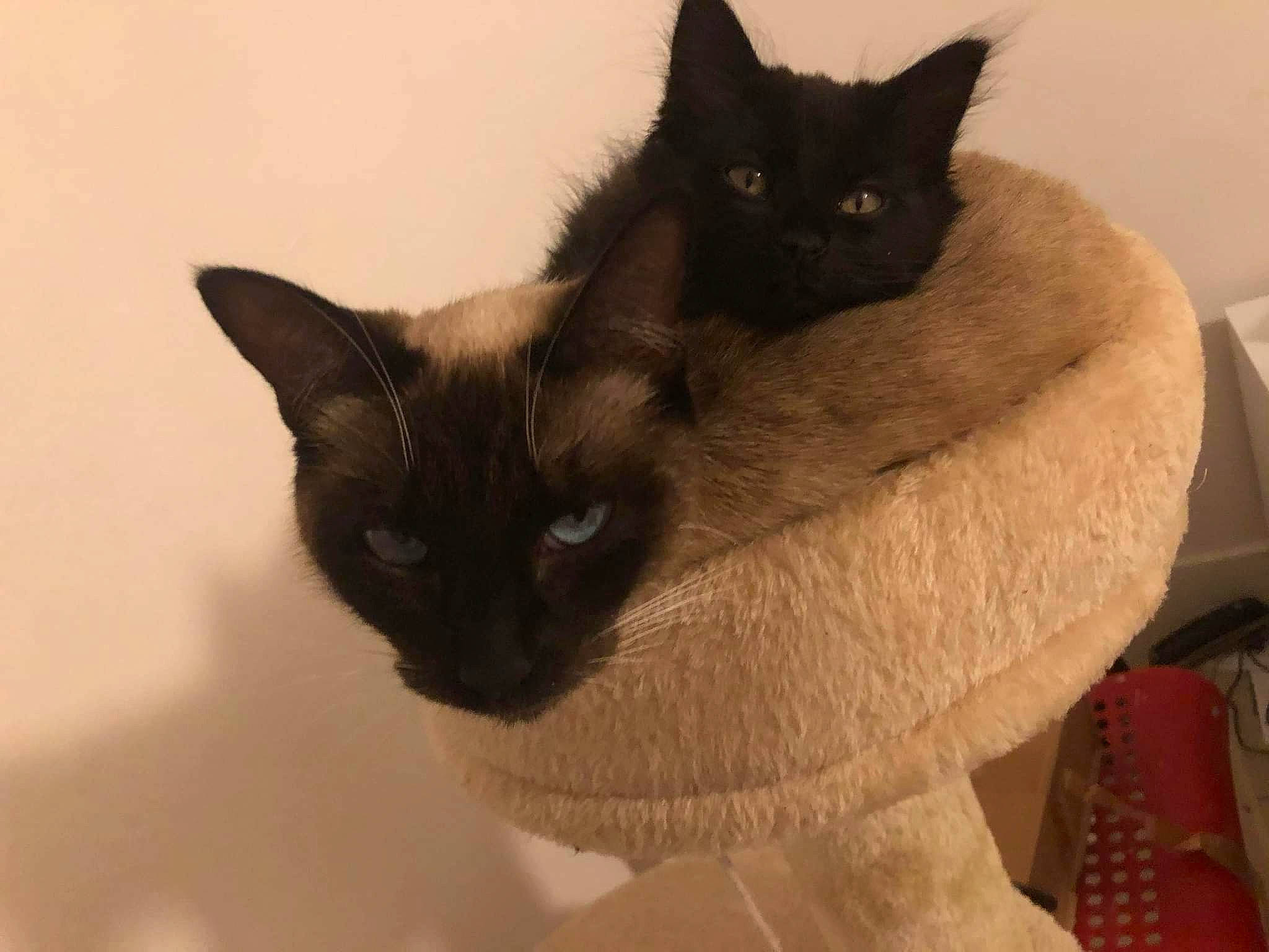 Pelote participe au concours pour gagner de l'argent avec cette photo : balinese, black_cat, carnivore, cat, cat_furniture, cat_supply, domestic_short_haired_cat, fawn, felidae, fur, iris, pet_supply, plant, siamese, small_to_medium_sized_cats, snout, tail, terrestrial_animal, thai, whiskers