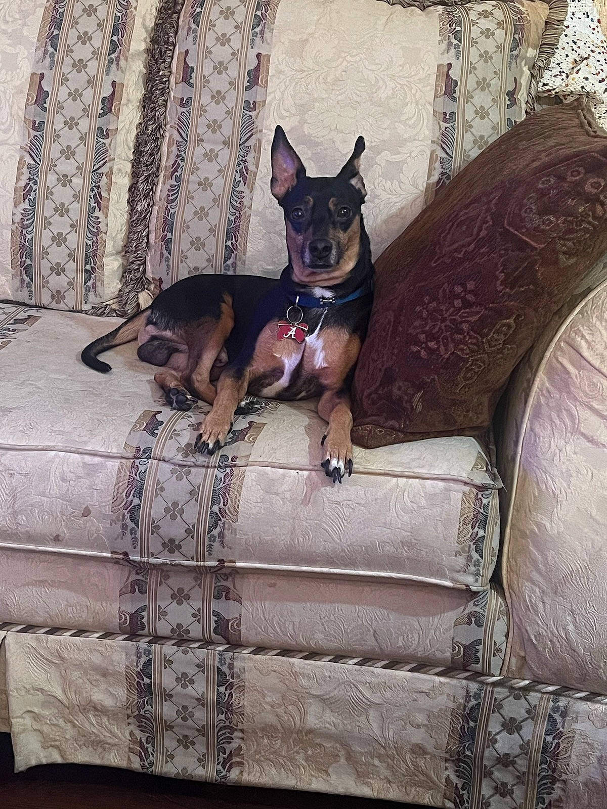 Turbo Rivers is registered to the contest to win money with this photo: carnivore, chair, collar, comfort, companion_dog, couch, dog, dog_breed, dog_collar, dog_supply, fawn, grey, hardwood, linens, pet_supply, purple, sitting, toy_dog, wood, working_animal