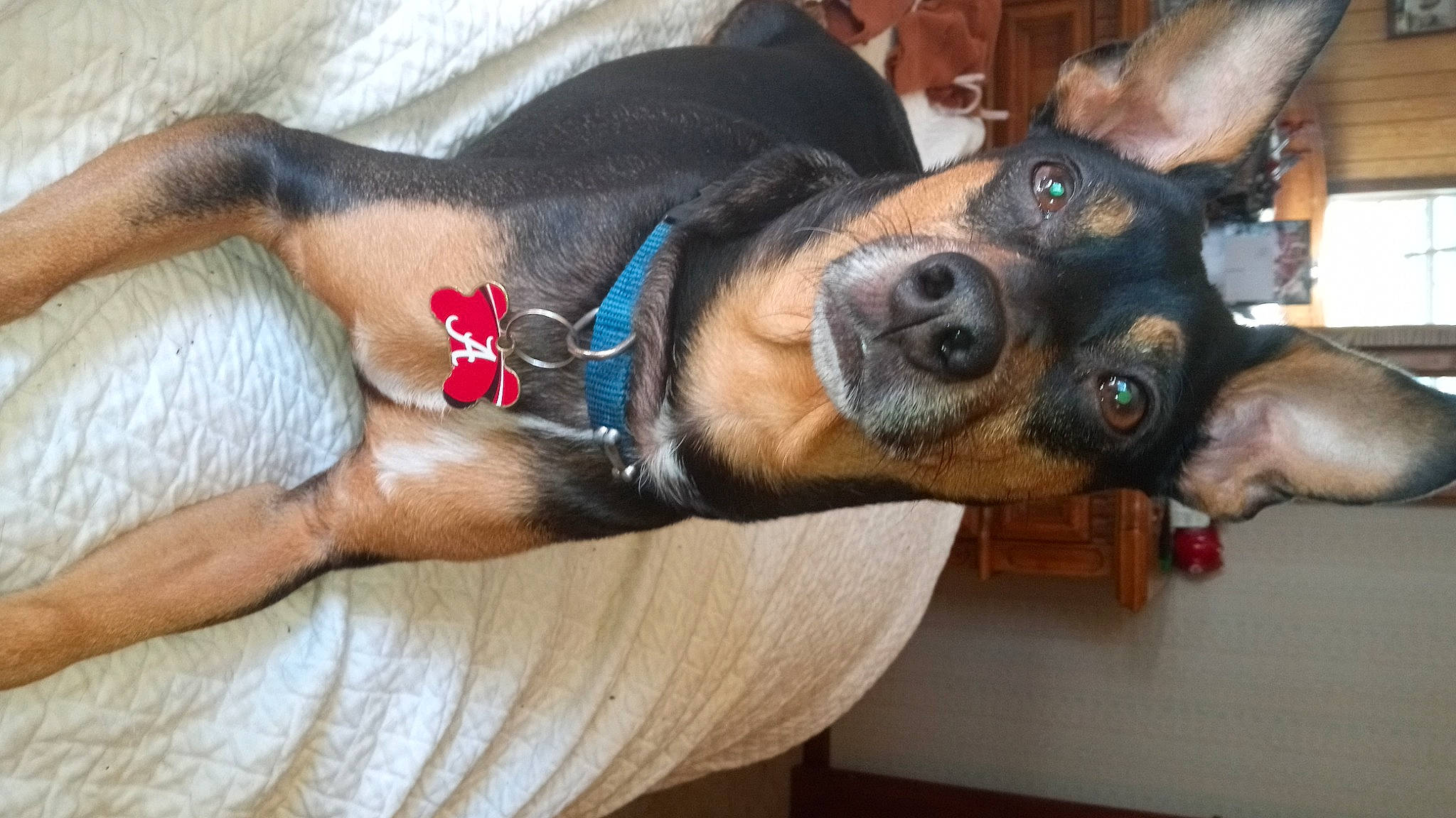 Turbo Rivers is registered to the contest to win money with this photo: canidae, carnivore, collar, comfort, companion_dog, dog, dog_breed, ear, fawn, fur, guard_dog, paw, pinscher, snout, sporting_group, working_animal, working_dog, wrist