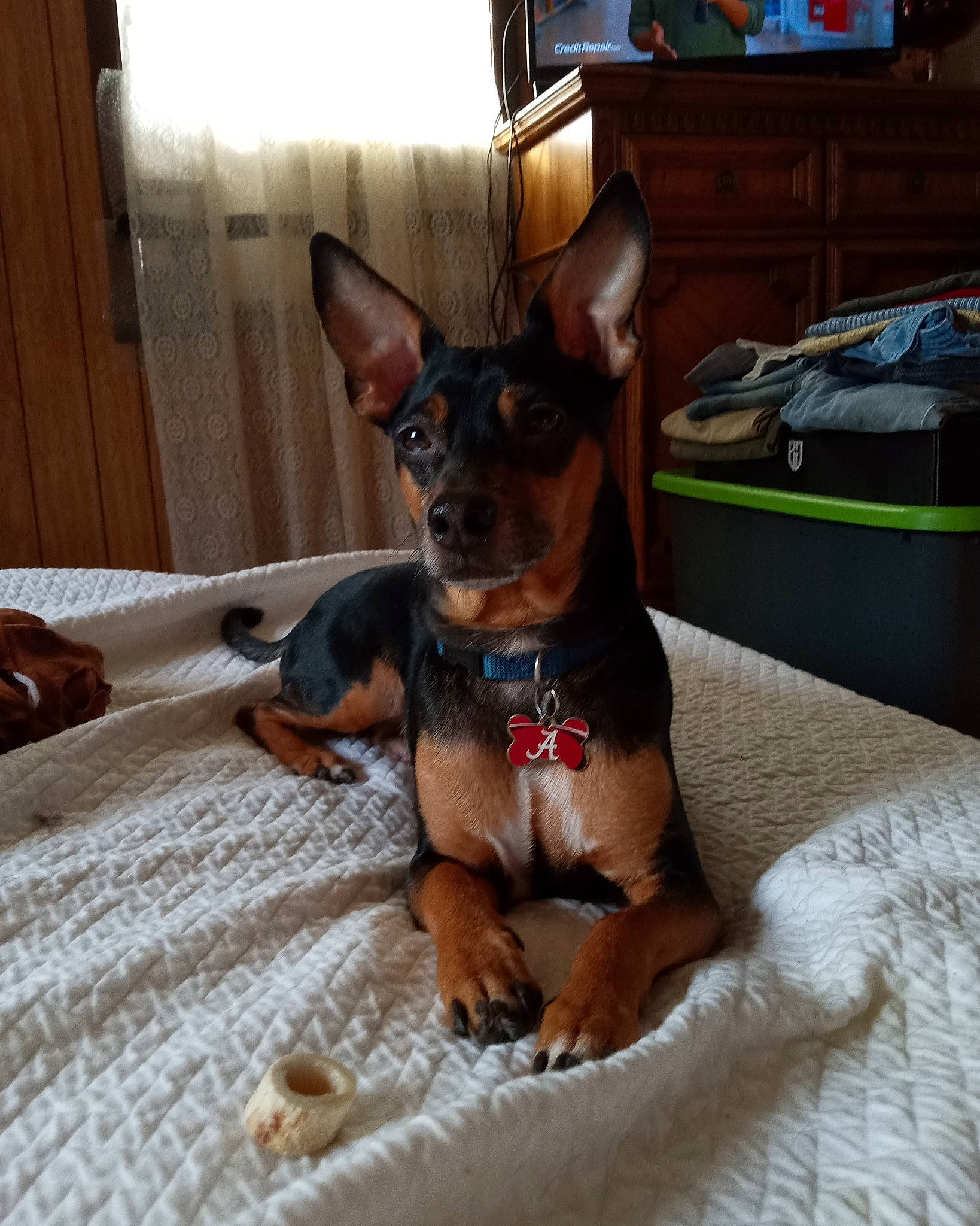 Turbo Rivers is registered to the contest to win money with this photo: canidae, carnivore, comfort, companion_dog, dog, dog_breed, dog_supply, ear, fawn, guard_dog, liver, pinscher, prazsky_krysarik, russkiy_toy, snout, sporting_group, toy_dog, whiskers, wood, working_animal