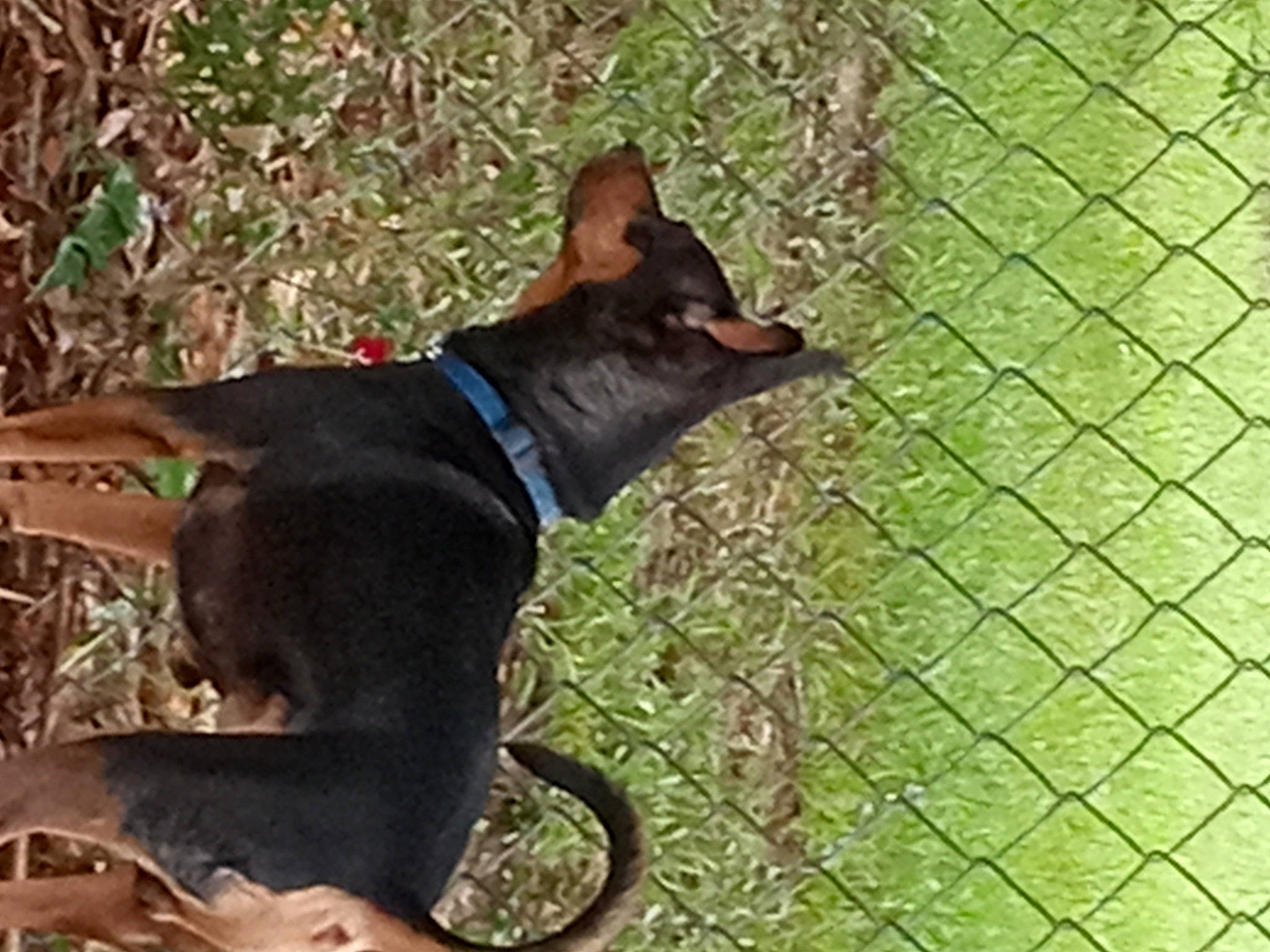 Turbo Rivers joined the competition — help win amazing prizes! carnivore, chain_link_fencing, collar, companion_dog, dog, dog_breed, dog_collar, dog_supply, fawn, felidae, fence, grass, leash, mesh, pet_supply, plant, sporting_group, tail, wire_fencing, working_animal