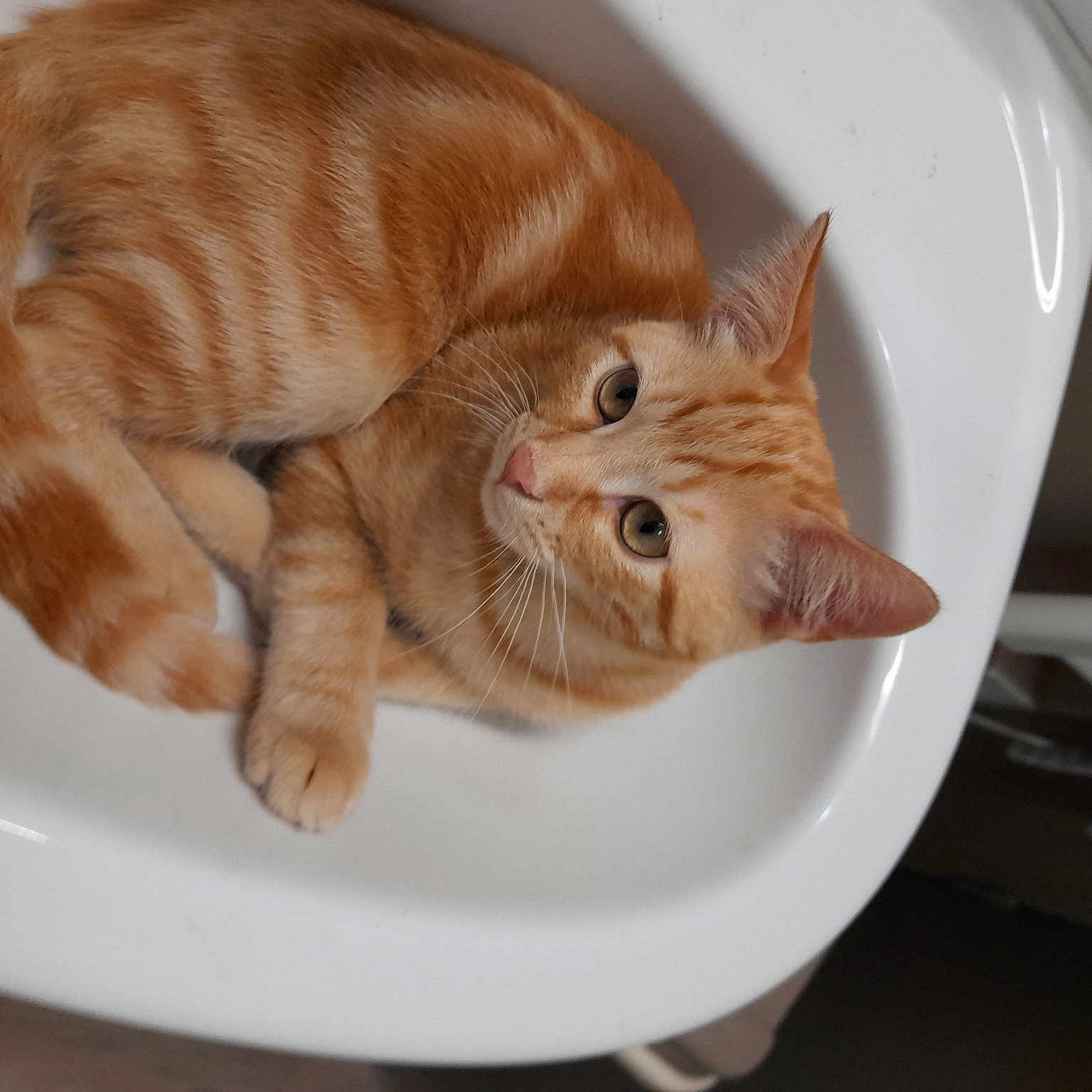 Petitou
