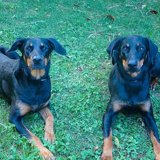 Tina Et Boogie